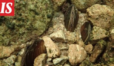 Merkittävä löytö Lapissa - Ilta-Sanomat