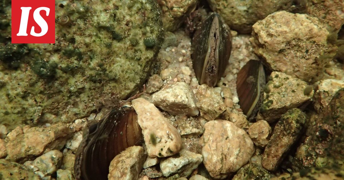 Merkittävä löytö Lapissa - Ilta-Sanomat