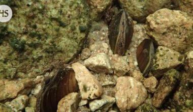 Lapista löytyi yli 700 raakkua, joiden olemassaolosta ei tiedetty