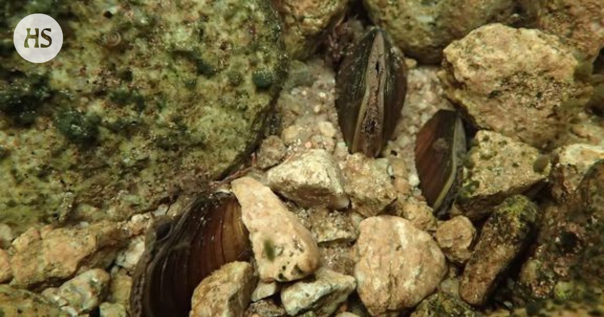 Lapista löytyi yli 700 raakkua, joiden olemassaolosta ei tiedetty