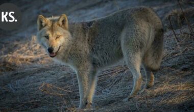 Metsästäjäliitto: Susi tappoi hirvikoiran Elimäellä | Paikalliset