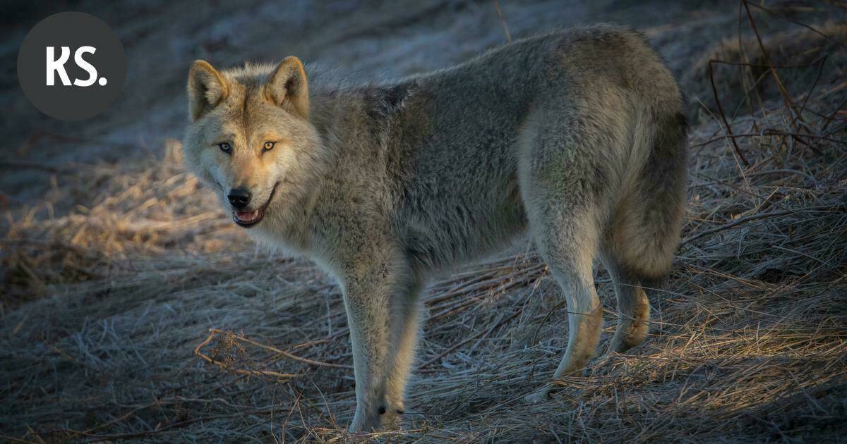 Metsästäjäliitto: Susi tappoi hirvikoiran Elimäellä | Paikalliset
