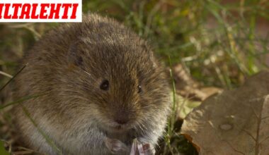 Päiväkodin ruoasta löytynyt myyrä jää mysteeriksi