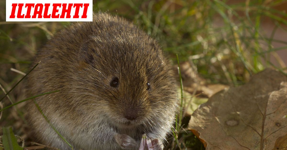 Päiväkodin ruoasta löytynyt myyrä jää mysteeriksi