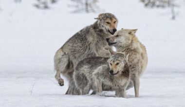 Suden metsästys kohdistuisi ensi vuonna laumoihin – näillä alueilla susia saisi metsästää | Varsinais-Suomi