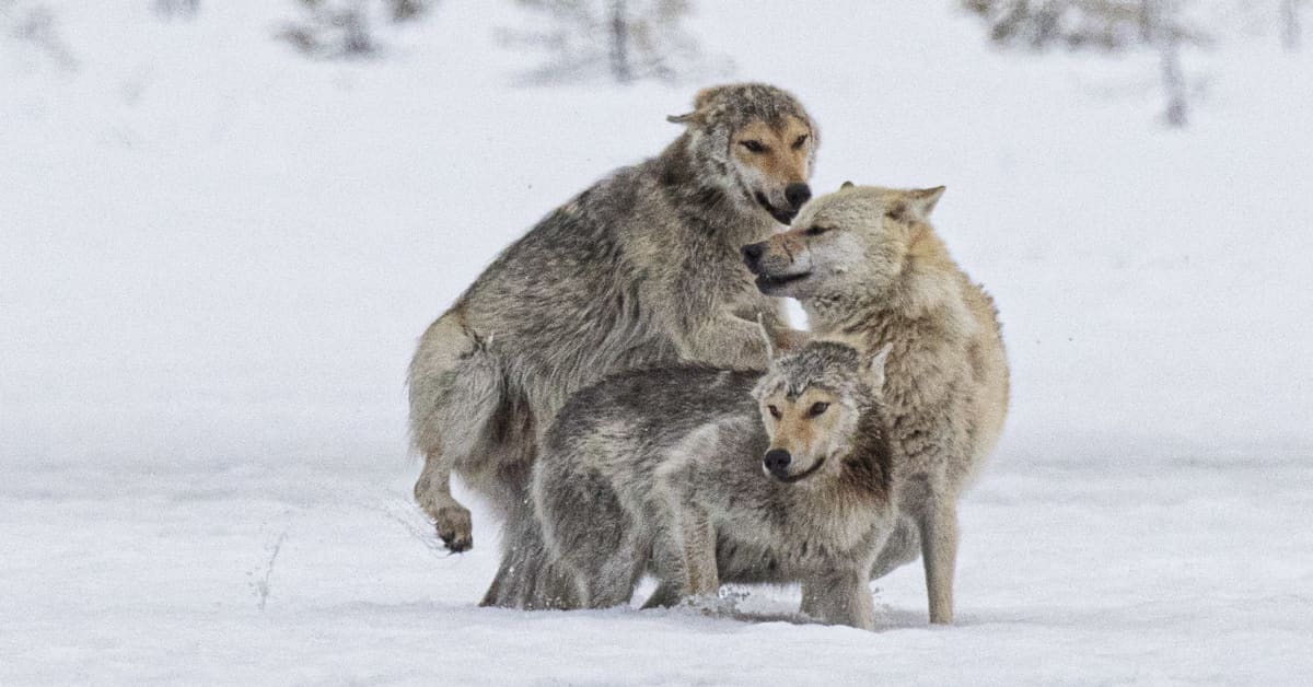 Suden metsästys kohdistuisi ensi vuonna laumoihin – näillä alueilla susia saisi metsästää | Varsinais-Suomi