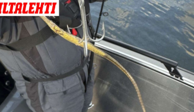 Sami yritti haukea, koukkuun osuikin jotain ihan muuta: ”En ole koskaan nähnyt”