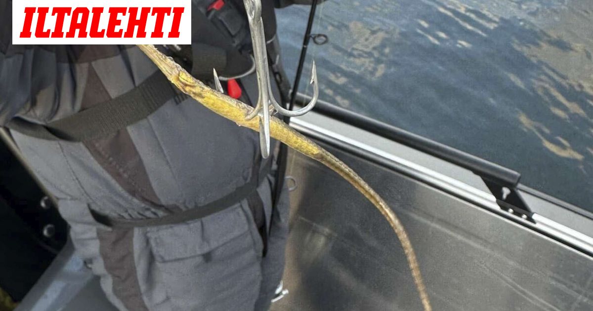 Sami yritti haukea, koukkuun osuikin jotain ihan muuta: ”En ole koskaan nähnyt”