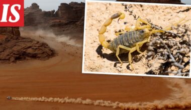 MM-rallissa hurja varoitus - Ilta-Sanomat