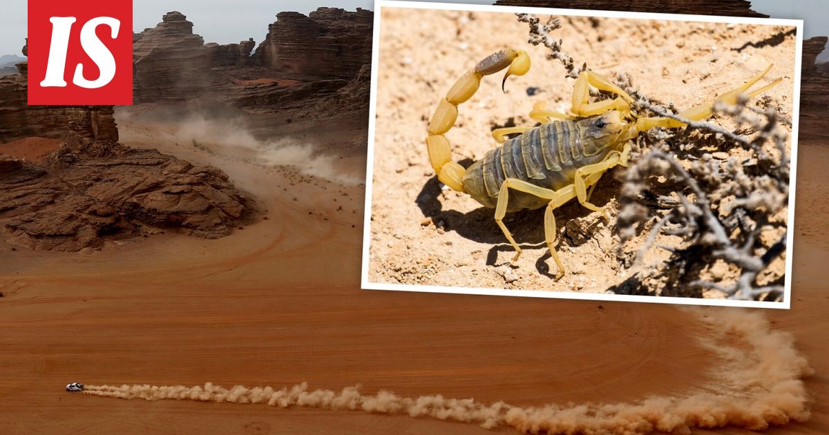 MM-rallissa hurja varoitus - Ilta-Sanomat