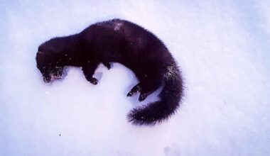 Minkki nousi vessanpöntöstä – yllätysvieras keskeytti rovaniemeläisen Mari Oksalan sunnuntai-illan | Lappi