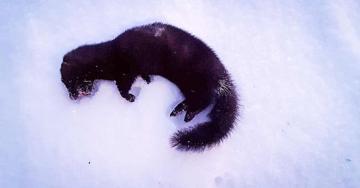 Minkki nousi vessanpöntöstä – yllätysvieras keskeytti rovaniemeläisen Mari Oksalan sunnuntai-illan | Lappi