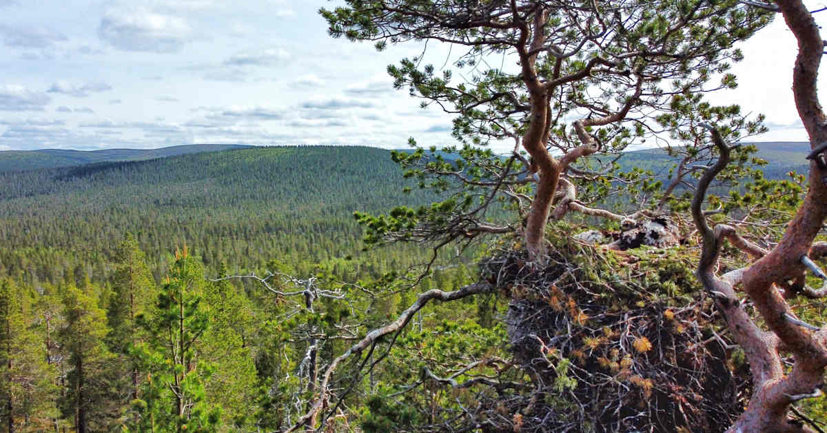 Merikotkalla ja tunturi­haukalla pesinnät onnistuivat tänä vuonna hyvin | Lappi