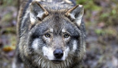 Susi pelotteli Forssan keskustassa koiranulkoiluttajaa - Metsä