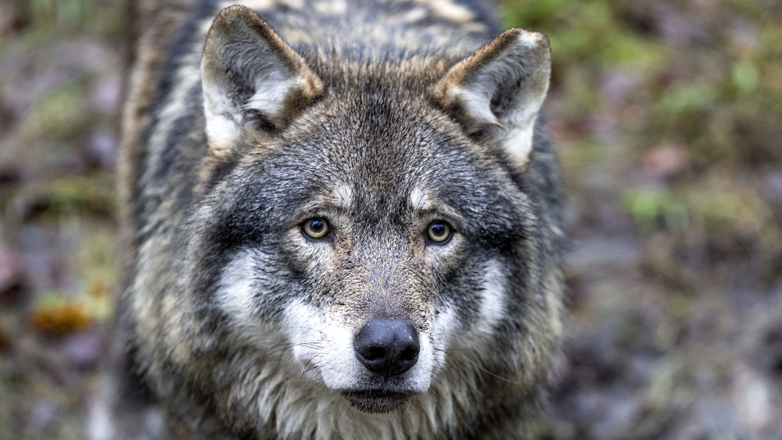 Susi pelotteli Forssan keskustassa koiranulkoiluttajaa - Metsä