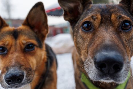 Rescue-koirat Kiivi ja Bambu kaipaavat ihmisen huomiota. Tällä kertaa kuvaajan kamera kiinnostaa eniten.