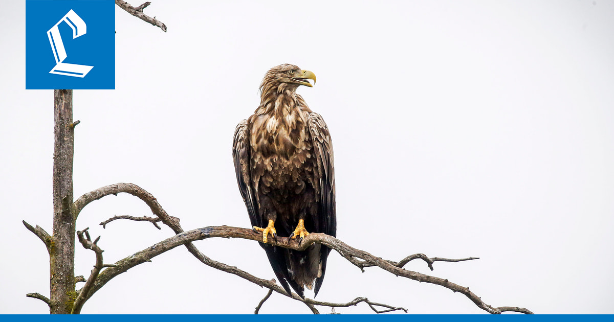 Merikotkan pesintä poronhoitoalueella onnistui hyvin – myös tunturihaukka menestyi kolmatta vuotta peräkkäin