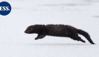 Yle: Mari sai yllätysvieraan vessanpöntön kautta – "Se vaan kuikuili sieltä, oli kauhean söpökin vielä" | Uutissuomalainen