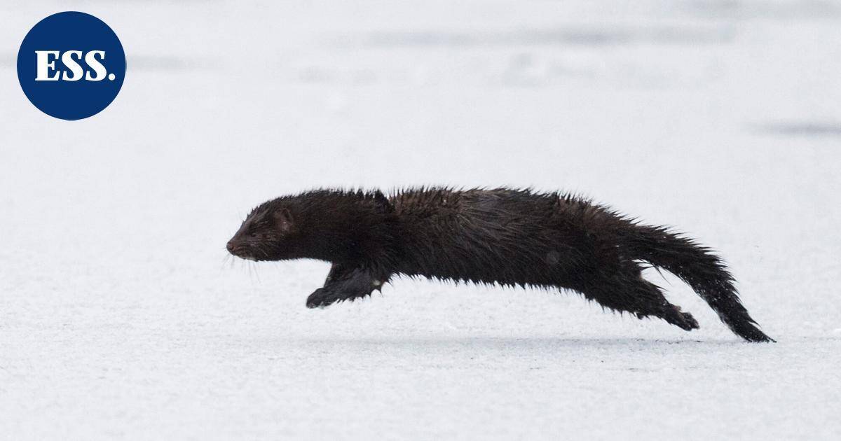 Yle: Mari sai yllätysvieraan vessanpöntön kautta – "Se vaan kuikuili sieltä, oli kauhean söpökin vielä" | Uutissuomalainen