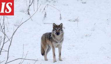 Tutkimus: Valtaosa suomalaisista vastustaa susien kiintiömetsästystä