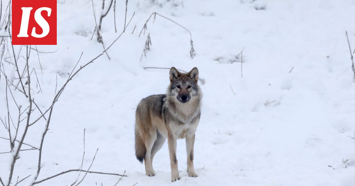 Tutkimus: Valtaosa suomalaisista vastustaa susien kiintiömetsästystä