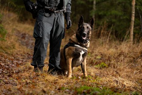 Vuoden rajakoira Peetu.