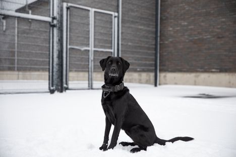 Vuoden vankilakoira Aava.