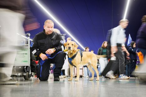 Vuoden tullikoira Rico.