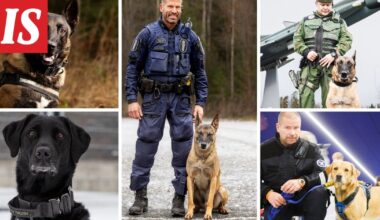 Vuoden poliisikoira pelasti useamman poliisin hengen