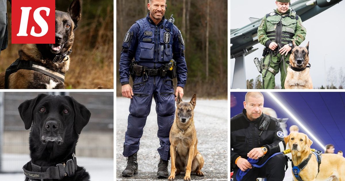 Vuoden poliisikoira pelasti useamman poliisin hengen