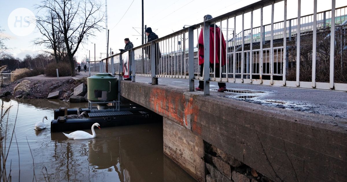 Joutsenet hakeutuvat junaradalle Töölönlahdella | HS.fi