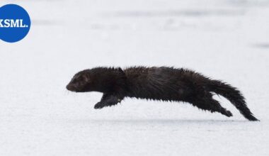 Yle: Mari sai yllätysvieraan vessanpöntön kautta – "Se vaan kuikuili sieltä, oli kauhean söpökin vielä" | Uutissuomalainen