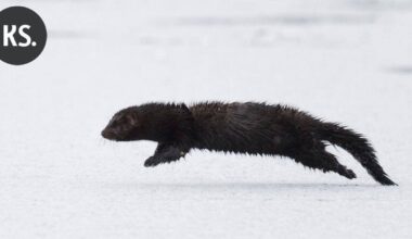 Yle: Mari sai yllätysvieraan vessanpöntön kautta – "Se vaan kuikuili sieltä, oli kauhean söpökin vielä" | Uutissuomalainen