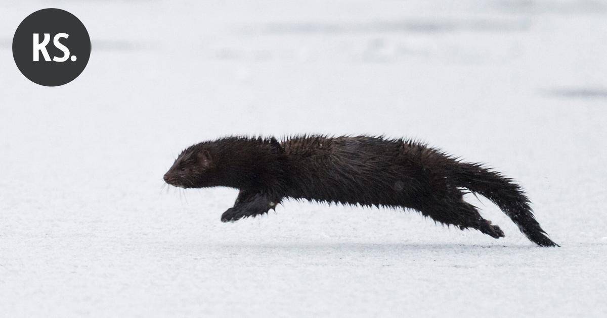 Yle: Mari sai yllätysvieraan vessanpöntön kautta – "Se vaan kuikuili sieltä, oli kauhean söpökin vielä" | Uutissuomalainen