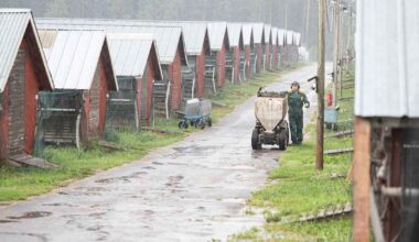 Eläinten pakko­lopetuksiin joutuneista turkistiloista lähes puolet aloittaa uudestaan: ”Moni ei ole eläissään tehnyt muuta” | Keski-Pohjanmaa