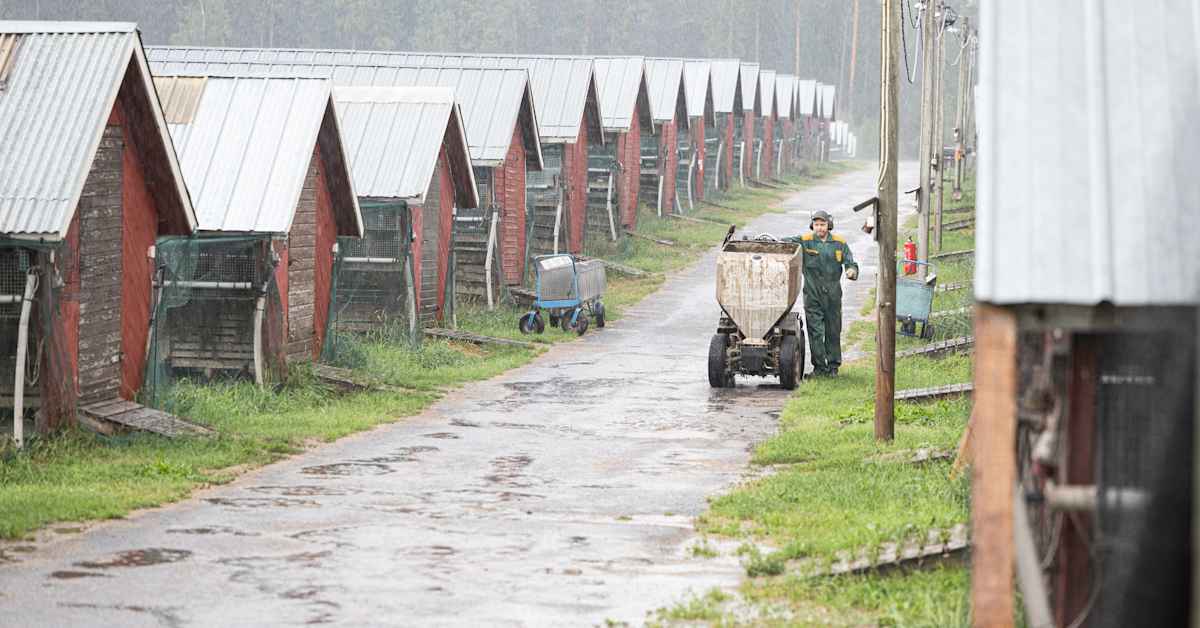 Eläinten pakko­lopetuksiin joutuneista turkistiloista lähes puolet aloittaa uudestaan: ”Moni ei ole eläissään tehnyt muuta” | Keski-Pohjanmaa