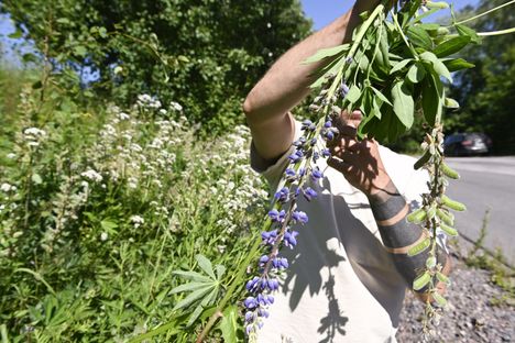 Crowdsorsa-mobiilipeliin osallistutaan poistamalla joko itse löydettyjä tai kartalle jo merkittyjä jättipalsami- tai lupiiniesiintymiä.