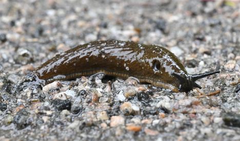 Suomessa, Ruotsissa ja Kanadassa on kerätty jo yli 600 litraa haitallisia espanjansiruetanoita. Espanjansiruetana on säädetty Suomessa kansallisesti haitalliseksi vieraslajiksi.
