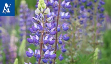 Tampereella kehitetylle mobiili­pelille myönnettiin parhaan luonto­teon palkinto