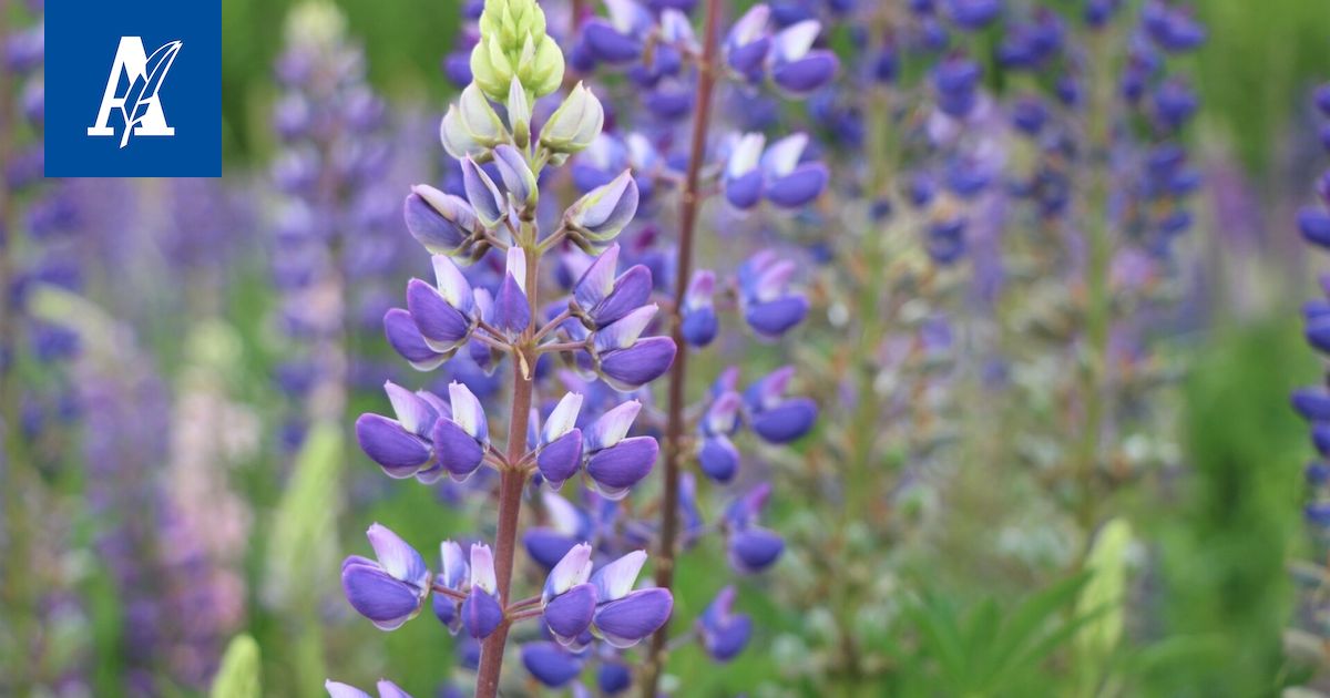 Tampereella kehitetylle mobiili­pelille myönnettiin parhaan luonto­teon palkinto