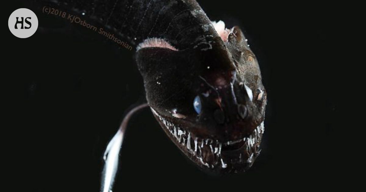 Syvän meren sysipimeässä saalistaa synkkä hirviö