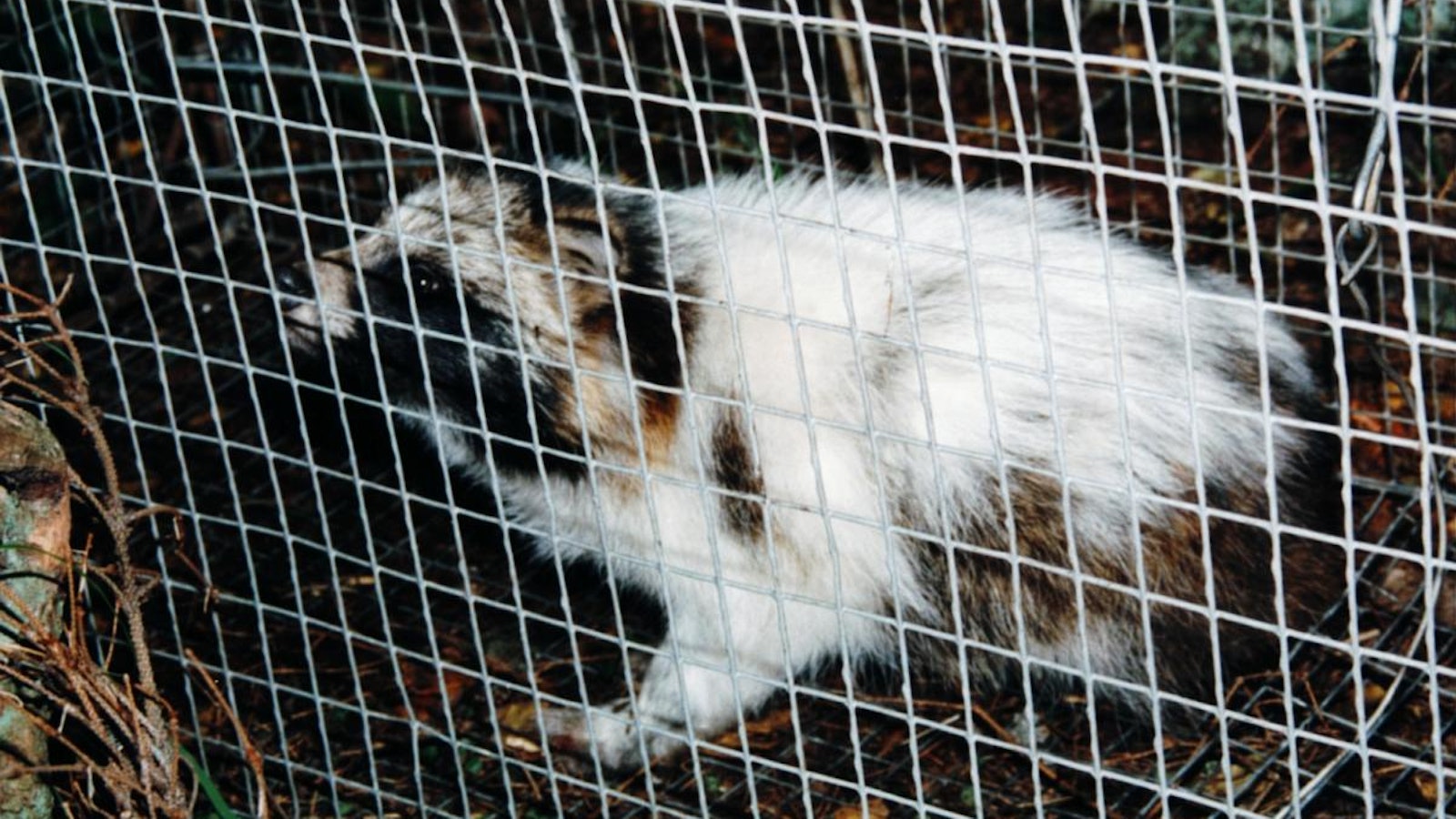 Erikoisen värinen supikoira päätyi loukkuun Varsinais-Suomessa - Metsä