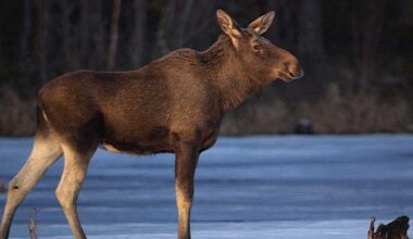 Ontuva hirvi jäi Savitaipaleella jumiin jäiseen veteen – eläin jouduttiin lopettamaan | Etelä-Karjala