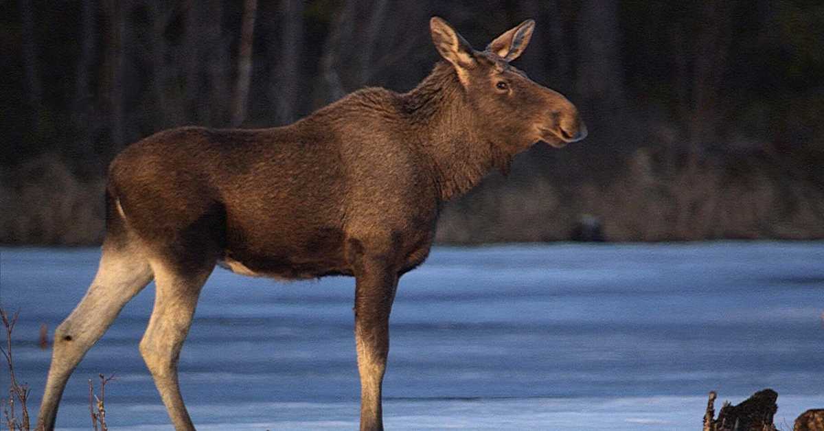 Ontuva hirvi jäi Savitaipaleella jumiin jäiseen veteen – eläin jouduttiin lopettamaan | Etelä-Karjala