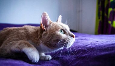 Tuore tutkimus kirjoittaa kesykissojen historiaa uusiksi | Kotimaa