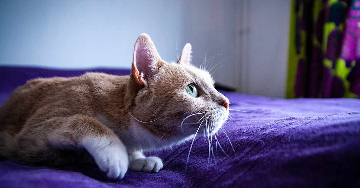 Tuore tutkimus kirjoittaa kesykissojen historiaa uusiksi | Kotimaa