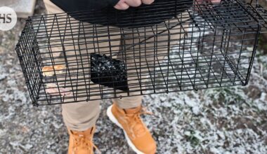 Kalle Järvinen on pyydystänyt omalta ja naapurien tonteilta jo toistasataa rottaa Porissa