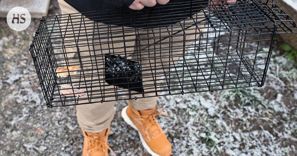 Kalle Järvinen on pyydystänyt omalta ja naapurien tonteilta jo toistasataa rottaa Porissa