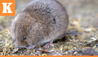 Myyräkannat kasvussa Pohjois-Pohjanmaalla – Myyräkuumeriski on suuri etenkin loppusyksyllä