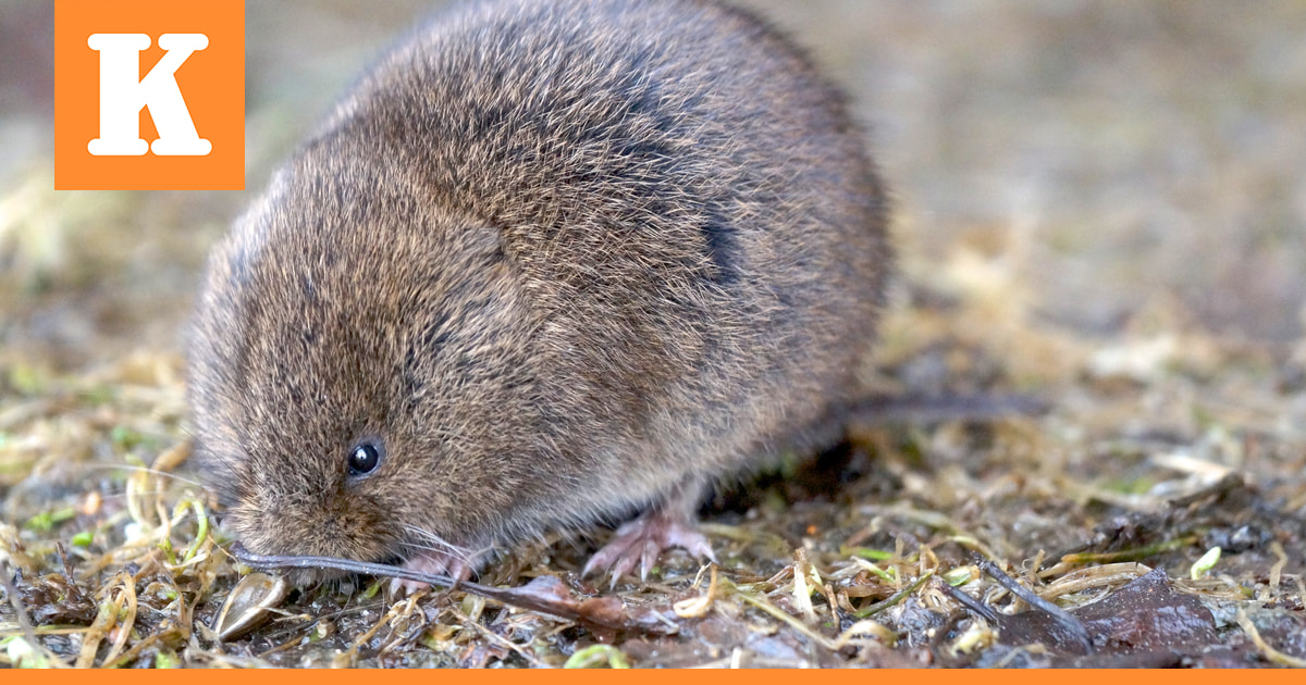 Myyräkannat kasvussa Pohjois-Pohjanmaalla – Myyräkuumeriski on suuri etenkin loppusyksyllä
